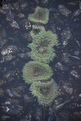 Sea anemone in tide pool