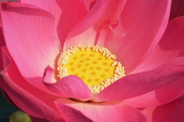 a close up of lotus flower 