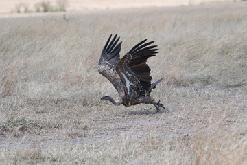 African white-backed vulture in Masai Mara, Kenya.