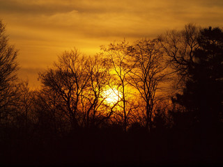 Fototapeta premium tree in the sunset