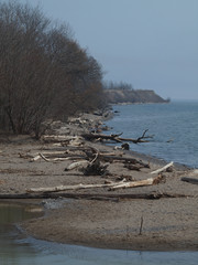 driftwood on beach