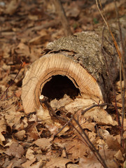 tree stump in the forrest