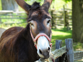 portrait of donkey