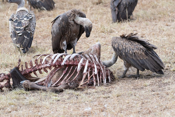 Fototapeta premium African white-backed vulture in Masai Mara, Kenya.
