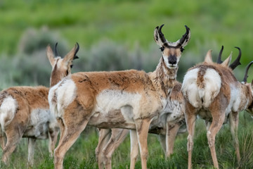 Pronghorn Antelope Looks Back