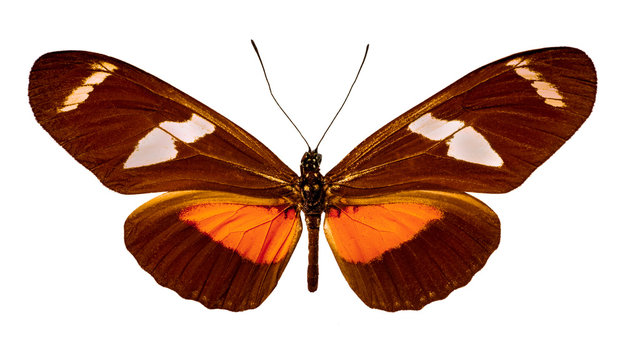 Heliconius ricini on a white background