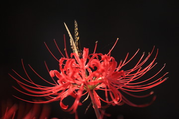 花弁の間に見えた蝶の顔