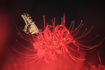 赤い彼岸花の蜜を吸うアゲハチョウ