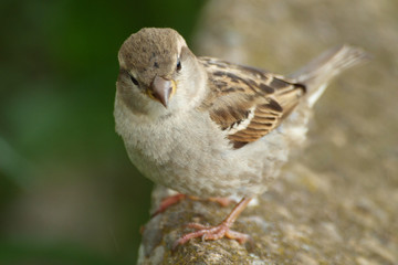bird on a stone ledge