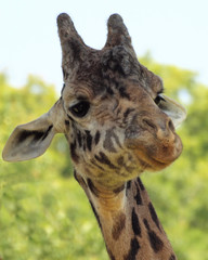 portrait of a giraffe