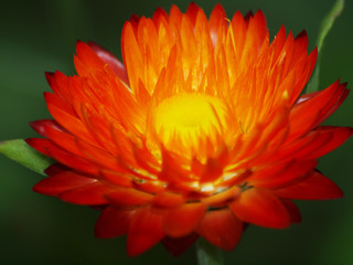 orange flower