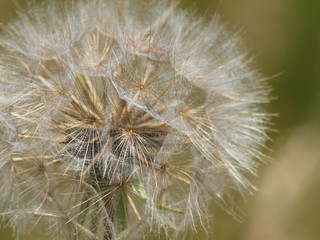 Obraz premium dandelion on a background