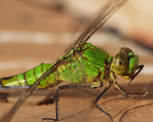 big green dragonfly
