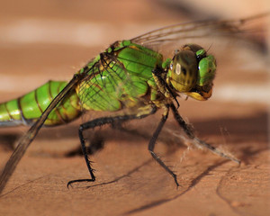 big green dragonfly