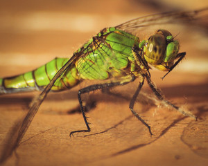 big green dragonfly