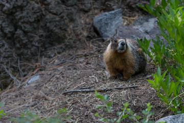 Marmot on Forest Floor