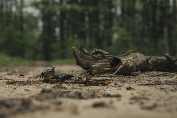 Branch in the Forest