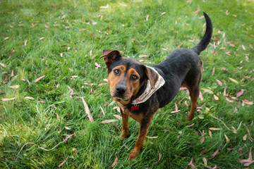 Dog standing on grass and leaves looking up.