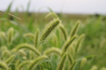 ネコじゃらし　渡良瀬　秋