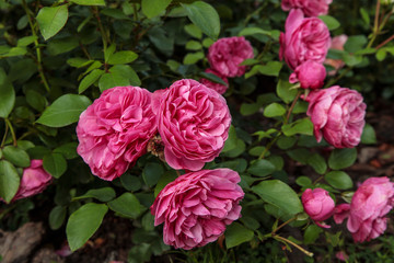 Beautiful pink roses surrounded by greenery. Blooming flower on blurred green background. Summer garden.