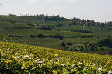 Fototapeta na wymiar Winery green fields on the hills.