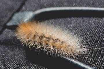 Caterpillar