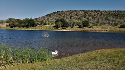 Ducks in possum lake