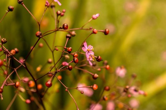 Flores