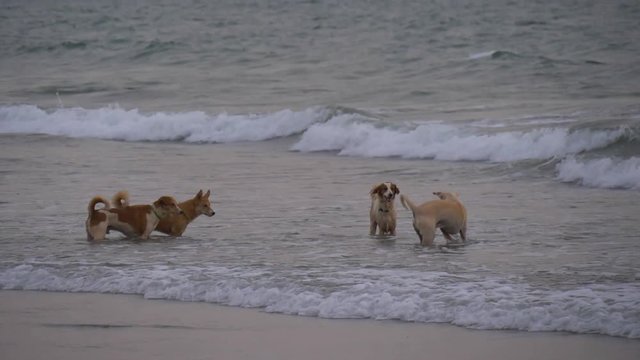 Dogs play and swim