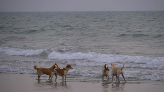 Dogs playing in the sea