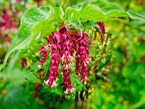 Purple Cestrum