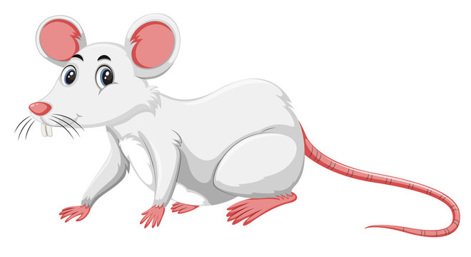 A white rat on white background