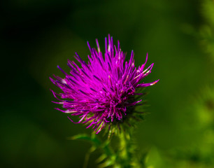 burdock growing in the meadow.