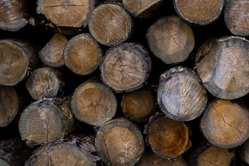 stump of tree felled - section of the trunk with annual rings. tree stumps background. cross section log texture