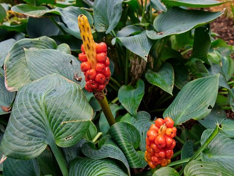 Arum italicum