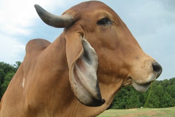 Brahma bull