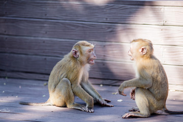 The background of monkeys, monkeys, food lovers, blurred backgrounds, which come from the swiftness of wildlife, often seen in mountains, zoos, or tourist attractions.