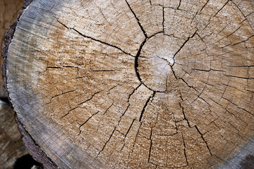 stump of tree felled - section of the trunk with annual rings. tree stumps background. cross section log texture