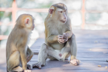 The background of monkeys, monkeys, food lovers, blurred backgrounds, which come from the swiftness of wildlife, often seen in mountains, zoos, or tourist attractions.