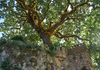 The cork oak grows over the fortress ruins. Sintra.Portugaln