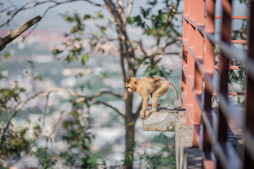 The background of monkeys, monkeys, food lovers, blurred backgrounds, which come from the swiftness of wildlife, often seen in mountains, zoos, or tourist attractions.