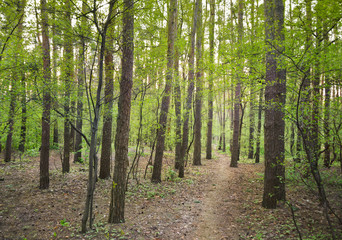 Naklejka premium Path through mixed pine and leafy forest putting forth in spring time