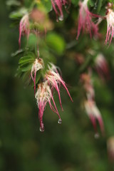 flower in the garden