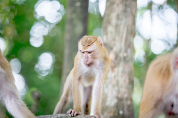 The background of monkeys, monkeys, food lovers, blurred backgrounds, which come from the swiftness of wildlife, often seen in mountains, zoos, or tourist attractions.