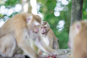The background of monkeys, monkeys, food lovers, blurred backgrounds, which come from the swiftness of wildlife, often seen in mountains, zoos, or tourist attractions.