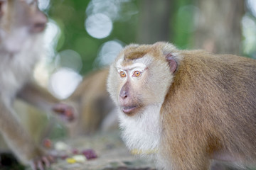 The background of monkeys, monkeys, food lovers, blurred backgrounds, which come from the swiftness of wildlife, often seen in mountains, zoos, or tourist attractions.