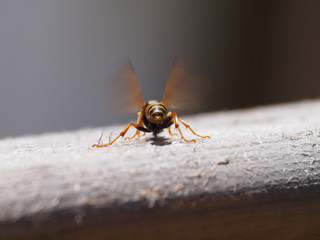 wasp with moving wings