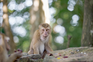 Obraz premium The background of monkeys, monkeys, food lovers, blurred backgrounds, which come from the swiftness of wildlife, often seen in mountains, zoos, or tourist attractions.