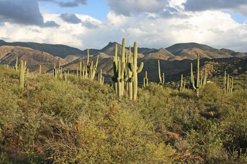 Fototapeta na wymiar Landscape of Apache Trail, Arizona