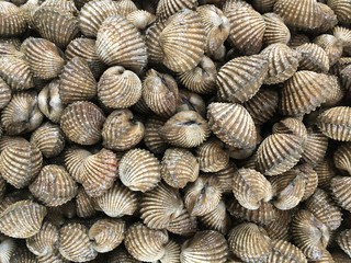 close up fresh anadara granosa in raw market